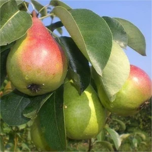 Fidan & Peyzaj - Etrusca / Etruşka Armut Fidanı (2 Yaş /açık Kök)