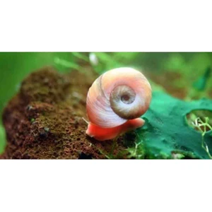 Ramshorn 5 Adet Kırmızı