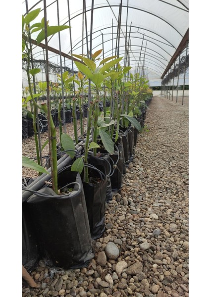 Fidan Poşeti-Fidan Torbası (30'lu) modelleri