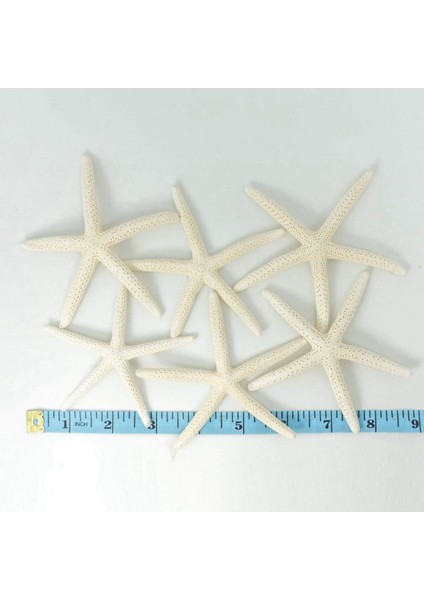 24PCS Beyaz Parmak Denizyıldızı 5-10CM Dekoratif Beş Parmak Denizyıldızı (Yurt Dışından) fırsatları