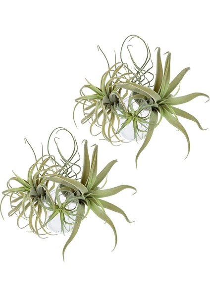 8 Paket Yapay Ananas Çim Hava Bitkileri Sahte Çiçekler Sahte Akın Tillandsia Bromeliads Ev Bahçe Dekor (Yurt Dışından)