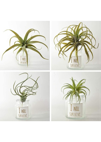 8 Paket Yapay Ananas Çim Hava Bitkileri Sahte Çiçekler Sahte Akın Tillandsia Bromeliads Ev Bahçe Dekor (Yurt Dışından)