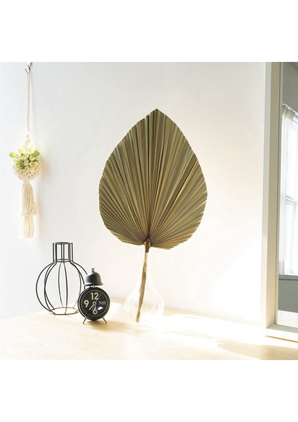 Kurutulmuş Palmiye Yaprakları Oda Dekoru 20 Parça - 18 Inç Hx 10 Inç W Güzel Bir Boho Görünüm Için Büyük Doğal Palmiye Yaprağı Dekoru (Yurt Dışından) fırsatları