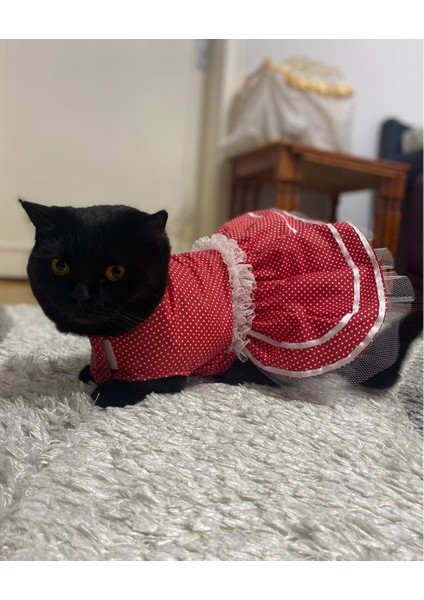 Beyaz Puantiyeli Kurdeleli Kırmızı Dişi Kedi Köpek Kıyafeti Elbisesi modelleri
