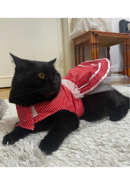 Beyaz Puantiyeli Kurdeleli Kırmızı Dişi Kedi Köpek Kıyafeti Elbisesi fırsatları