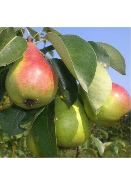 - Etrusca / Etruşka Armut Fidanı (2 Yaş /açık Kök)