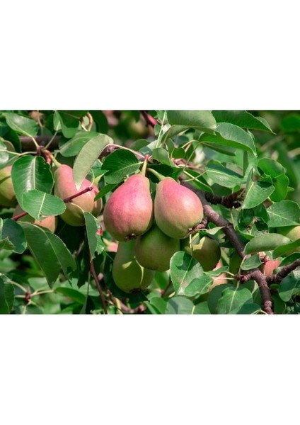 - Etrusca / Etruşka Armut Fidanı (2 Yaş /açık Kök) fiyatları