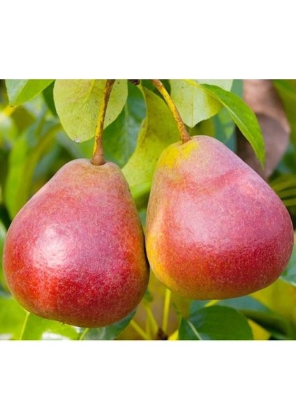 - Etrusca / Etruşka Armut Fidanı (2 Yaş /açık Kök) modelleri