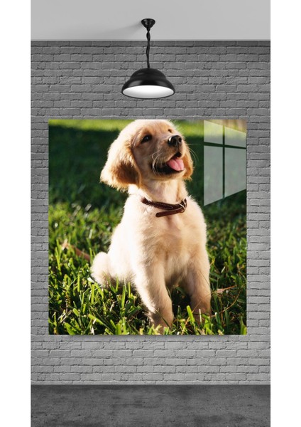 Cam Yavru Köpek Cam Tablo