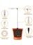 2x LED Büyümek Işık, Büyüyen Kapalı Bitkiler Için Halo Bitki Lambası, Otomatik Zamanlayıcı 4/8/12/18 Saat, Bonsai Succulents Küçük Bitkiler Için (Yurt Dışından) 4