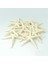 24PCS Beyaz Parmak Denizyıldızı 5-10CM Dekoratif Beş Parmak Denizyıldızı (Yurt Dışından) 3