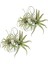 8 Paket Yapay Ananas Çim Hava Bitkileri Sahte Çiçekler Sahte Akın Tillandsia Bromeliads Ev Bahçe Dekor (Yurt Dışından) 1