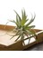 8 Paket Yapay Ananas Çim Hava Bitkileri Sahte Çiçekler Sahte Akın Tillandsia Bromeliads Ev Bahçe Dekor (Yurt Dışından) 5