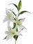 Yapay Çiçek Beyaz Lilyum 3 Kafalı Uzun Dal Çiçek Zambak Lily Flowers 80CM 1
