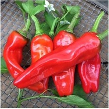 Köy Tohumları 50 Adet Tohum Saksılık Çok Acı Urfa Isot Biberi Tohumu Saksı Toprak Bizden