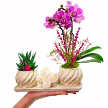 Çiçek Seli Cream Butterfly Serisi Phalaenopsis Orkide ve Howartia & Kelebek Beton Saksıda Canlı Bitki