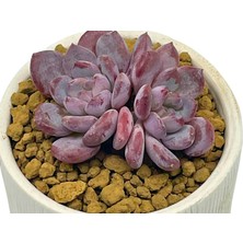 Echeveria Crystal Amber / Sukulent