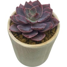 Echeveria Pinky / Sukulent