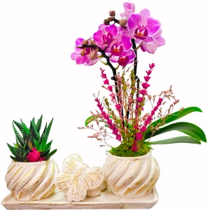 Çiçek Seli Cream Butterfly Serisi Phalaenopsis Orkide ve Howartia & Kelebek Beton Saksıda Canlı Bitki