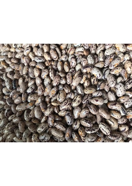 Yerli Ata Tohumu Sırık Uzun-Enli Geç Turşuluk Fasulye 25 Gr (Alacalı)