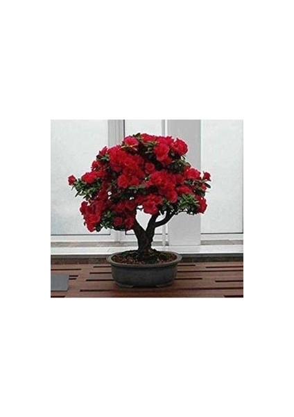 15 Adet Nadir Gül Ağaç Ağacı Bonsai Çiçek Tohumu Yeni Hasat Aşısız