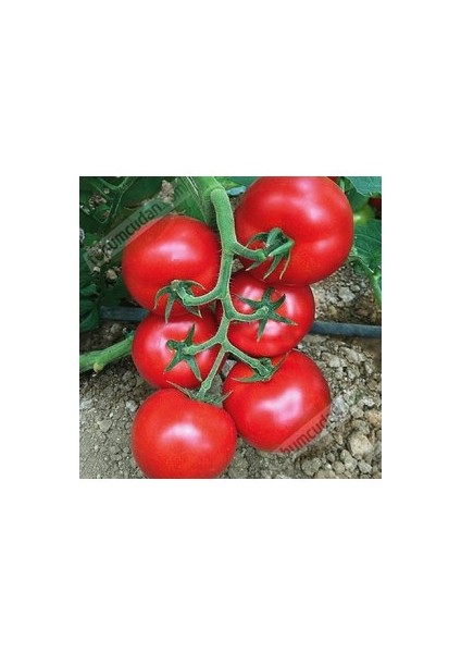 100 Adet Tohum Kırmızı Ankara Ayaş Domates Tohumu Saksı Toprak Bizden