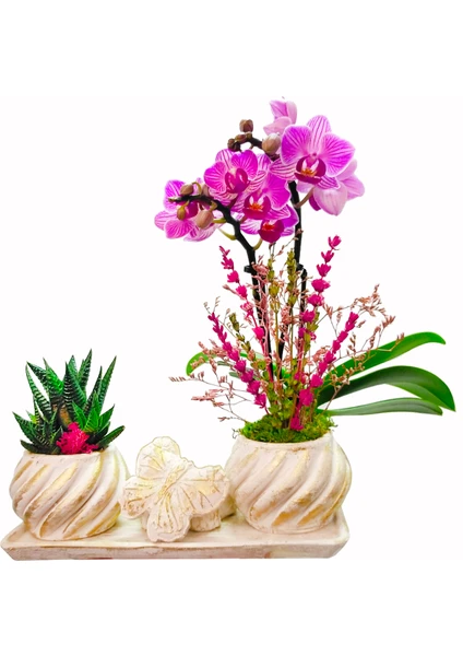 Çiçek Seli Cream Butterfly Serisi Phalaenopsis Orkide ve Howartia & Kelebek Beton Saksıda Canlı Bitki