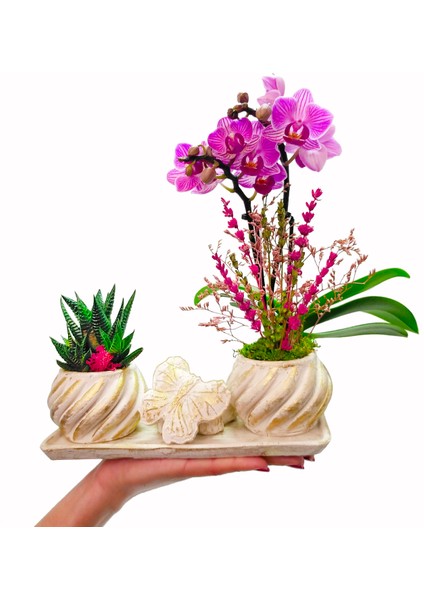 Çiçek Seli Cream Butterfly Serisi Phalaenopsis Orkide ve Howartia & Kelebek Beton Saksıda Canlı Bitki