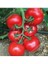 100 Adet Tohum Kırmızı Ankara Ayaş Domates Tohumu Saksı Toprak Bizden 1