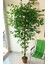 Yapay Yeşil Ficus Benjamia Benjamin Ağacı 1.65 mt Boy Şelale Görünüm 1.sınıf Kalite Yaprak 1