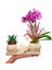 Çiçek Seli Cream Butterfly Serisi Phalaenopsis Orkide ve Howartia & Kelebek Beton Saksıda Canlı Bitki 3