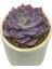 Echeveria Pinky / Sukulent 2