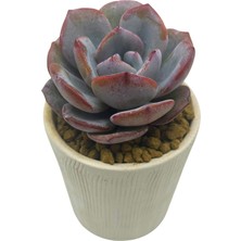 Echeveria White Tea / Sukulent