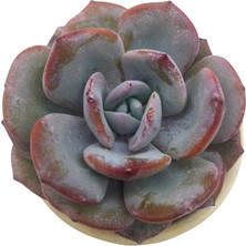 Echeveria White Tea / Sukulent