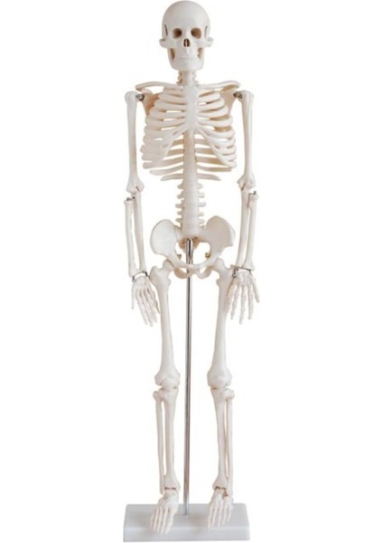 Insan Iskeleti Modeli 45 cm