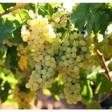 Fidan & Peyzaj - K7 Çekirdeksiz Asma Fidanı (Açık Kök / Seçkin Çeşit)