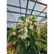 Serada Decor Plant Videolu Büyüleyici Beyaz Kızılay Çiçeği Fidanı (30 40 Cm) 1 Adet Saksılı Clerodendrum