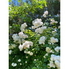 Serada Decor Plant Videolu Çiçek Ful Çiçeği Beyaz Yasemin Bitkisi (40 55 Cm) 1 Adet