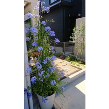 Serada Decor Plant Videolu Mavi Yasemin Sarmaşık Çiçeği Kurşunkök Bitkisi (30 50 Cm) 1 Adet Saksılı Jasmine