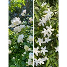 Serada Decor Plant Videolu Yasemin Çiçeği Set 2'li Set Arap Yasemin / Katmerli Ful Yasemin (Yoğun Kokulu Soğuğa Dayanıklı)