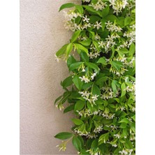 Serada Decor Plant Videolu Yasemin Beyaz Çiçekli Kokulu Şarmaşık (40-60 Cm) 1 Adet Dış Mekan Bitkisi Star Jasmine