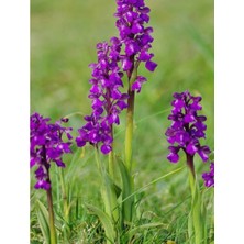 Magarsus Evi Doğal Salep Fidesi 1000 Adet