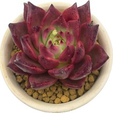 Haangarden Echeveria Red Mood / Sukulent