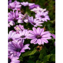 Serada Decor Plant Videolu Mor 1 Adet Bodrum Papatyası Saksılı 40-55 cm (Purple Bodrum Daisy)