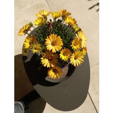 Serada Decor Plant Videolu Sarı Renk Çeşme Papatyası 1 Adet Saksılı / Tüplü 20-25 cm (Çeşme Daisy)