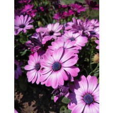 Serada Decor Plant Videolu Mor 1 Adet Bodrum Papatyası Saksılı 35-55 cm (Purple Bodrum Daisy)