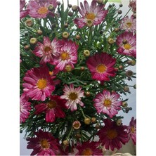Serada Decor Plant Videolu Fuşya 1 Adet Çeşme Papatyası Saksılı 45-70 cm (Çeşme Daisy)