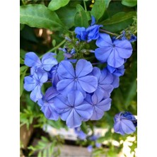 Serada Decor Plant Videolu Sarmaşık Mavi Yasemin Fidesi 1 Adet Saksılı / Tüplü 20-45 cm (Plumbago Blue Jasmine)