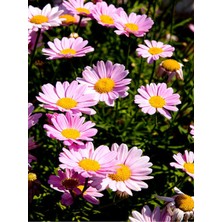 Serada Decor Plant Videolu Açık Pembe Çeşme Papatyası 1 Adet Saksılı / Tüplü 30-65 cm ( Çeşme Pink Daisy)