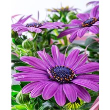 Serada Decor Plant Videolu Mor Renk Bodrum Papatyası 1 Adet Saksılı / Tüplü 20-45 cm (Bodrum Daisy) Dış Mekan Bitkisi